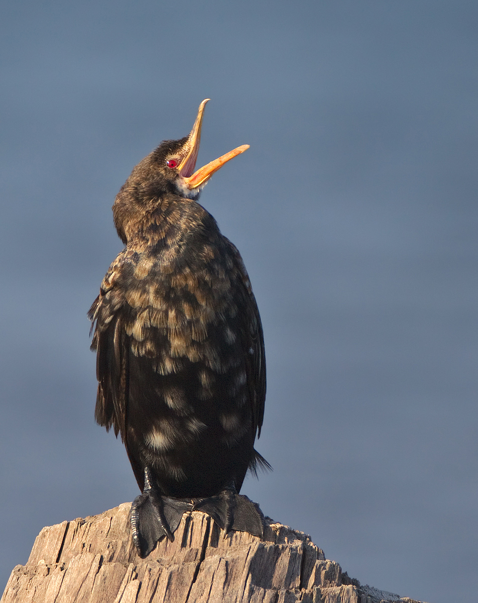 Reed Cormorant