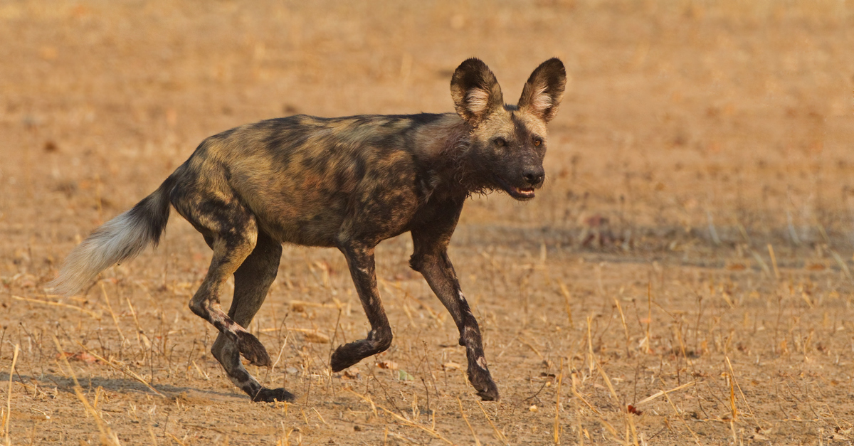 Running Dog?