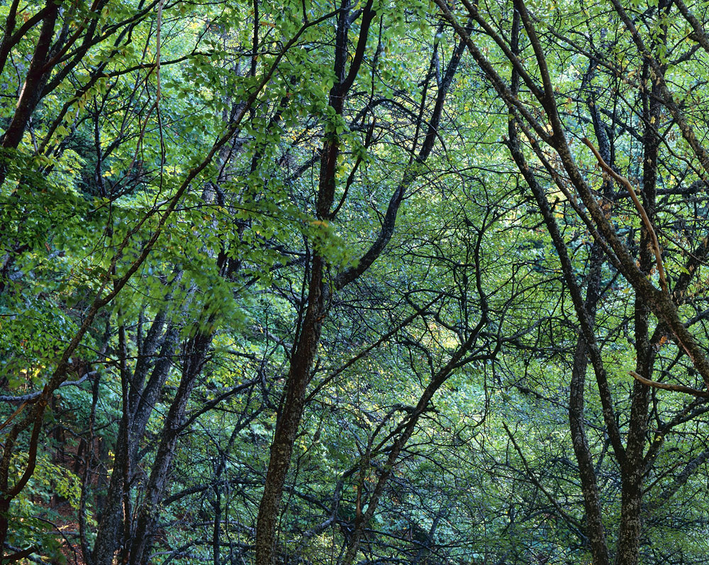 Multicolor Forest