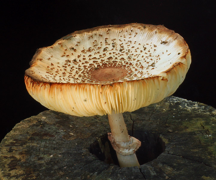 Dead stump mushroom
