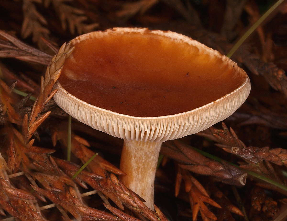 Beethoven's Toadstool