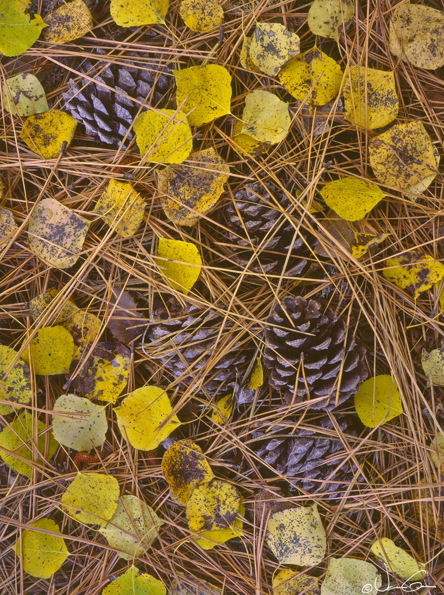 Leaves and Needles