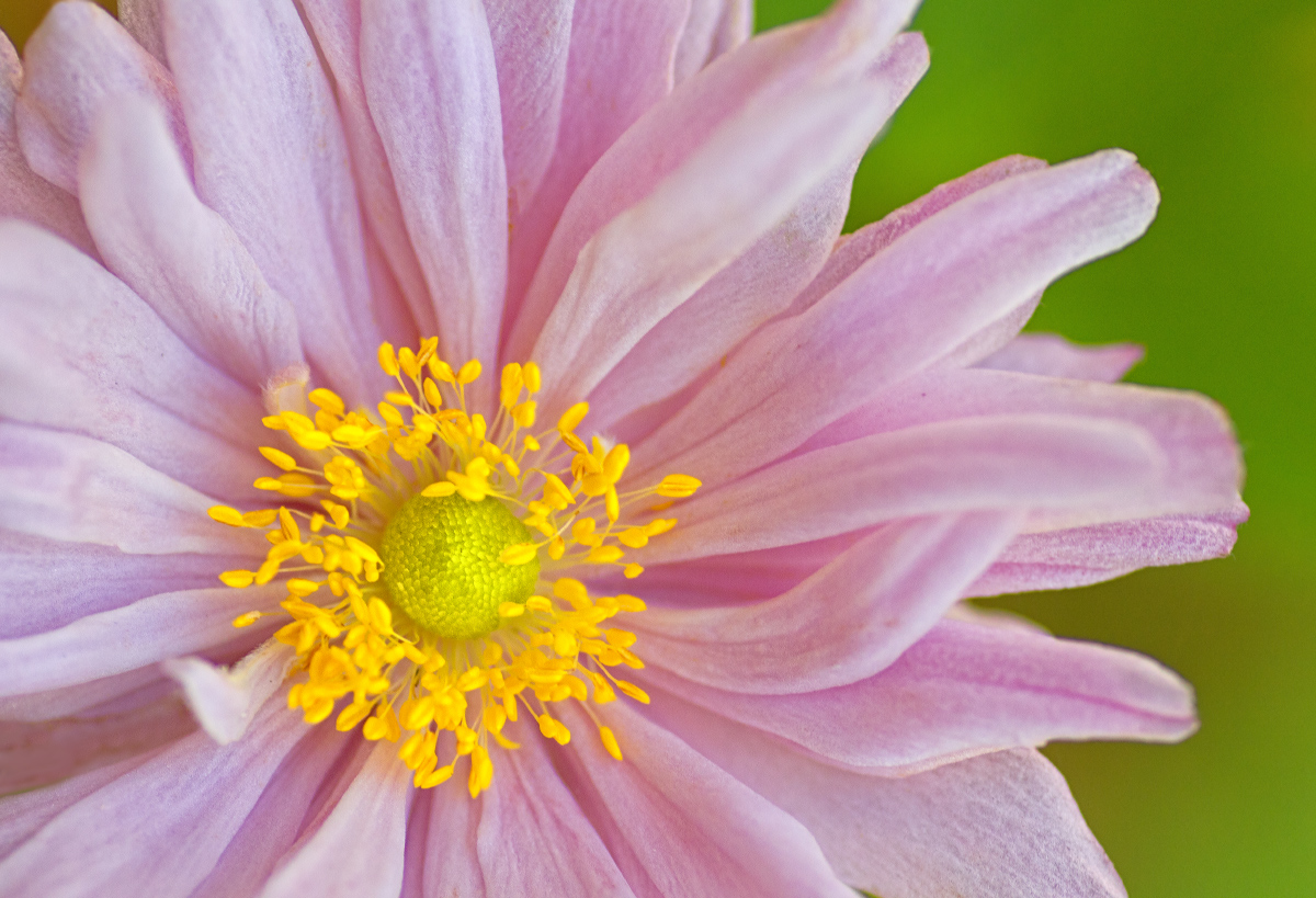 Softness
