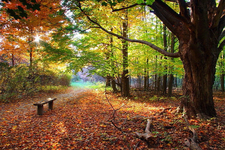 Afternoon Walk
