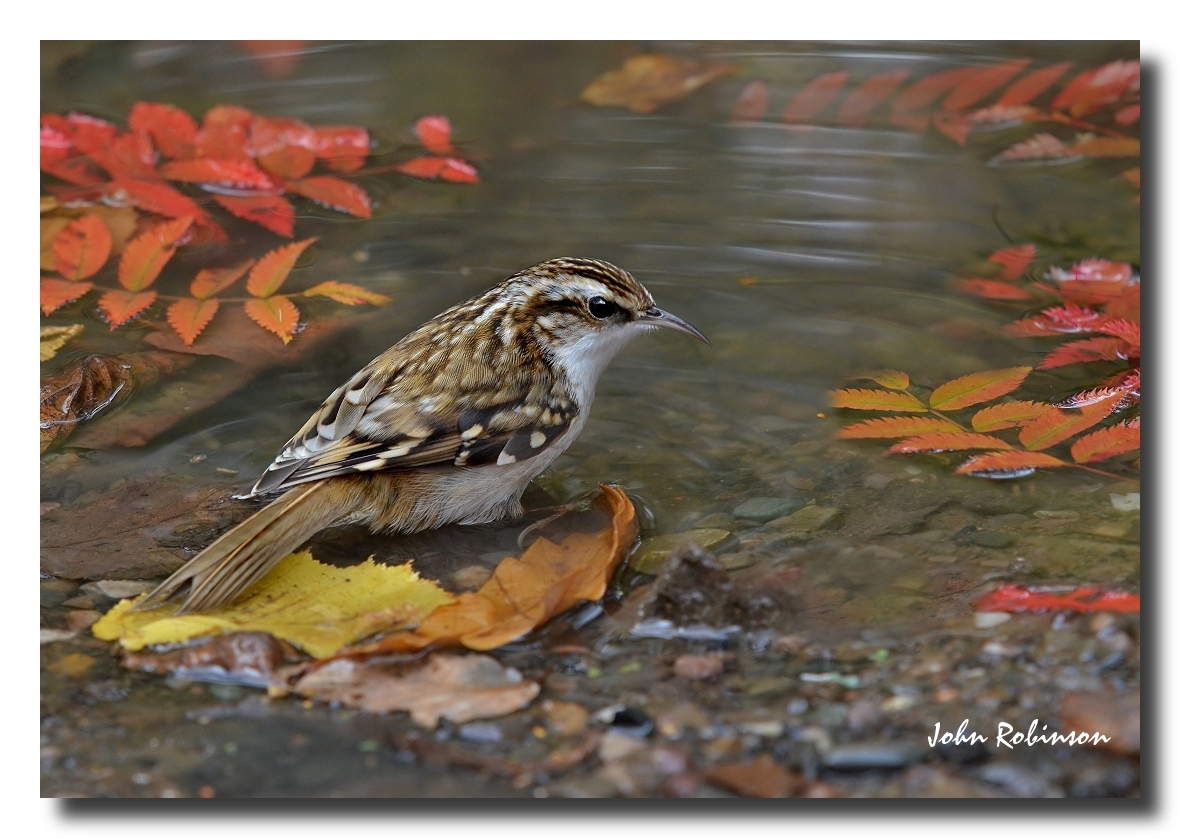 Tree Creeper