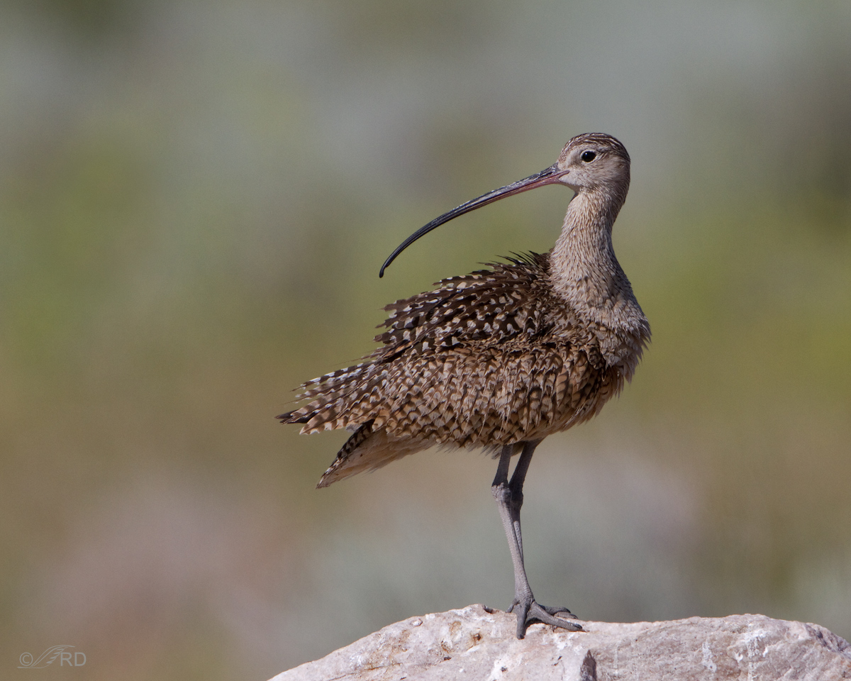 Long-billed Curlew