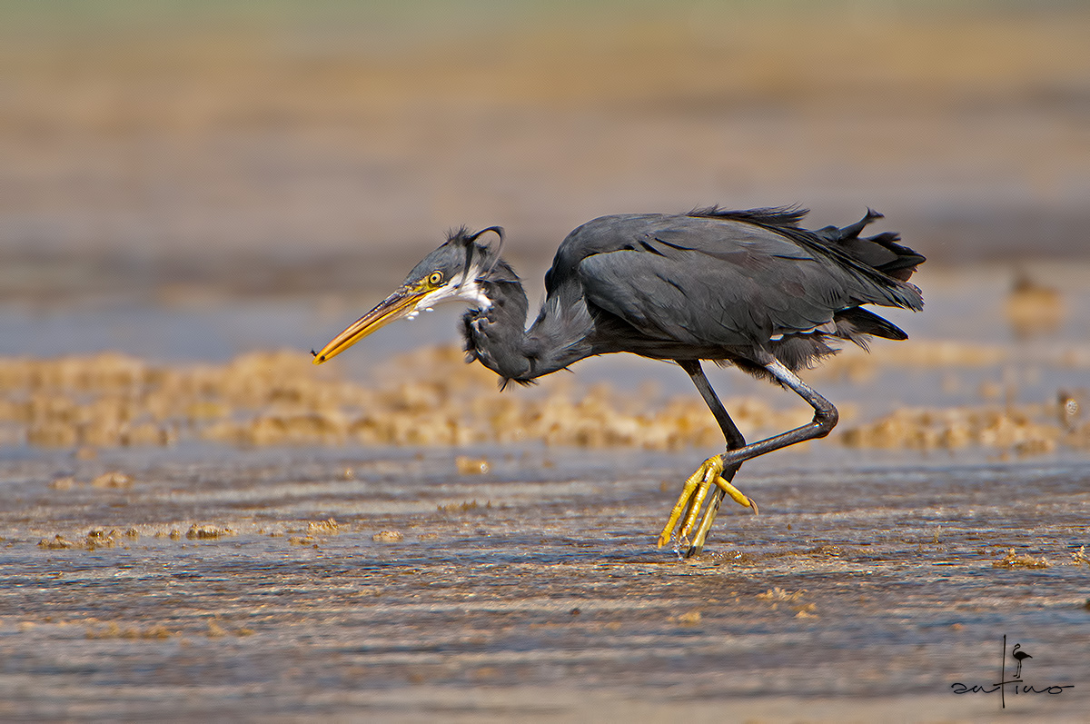 Western Reef Heron