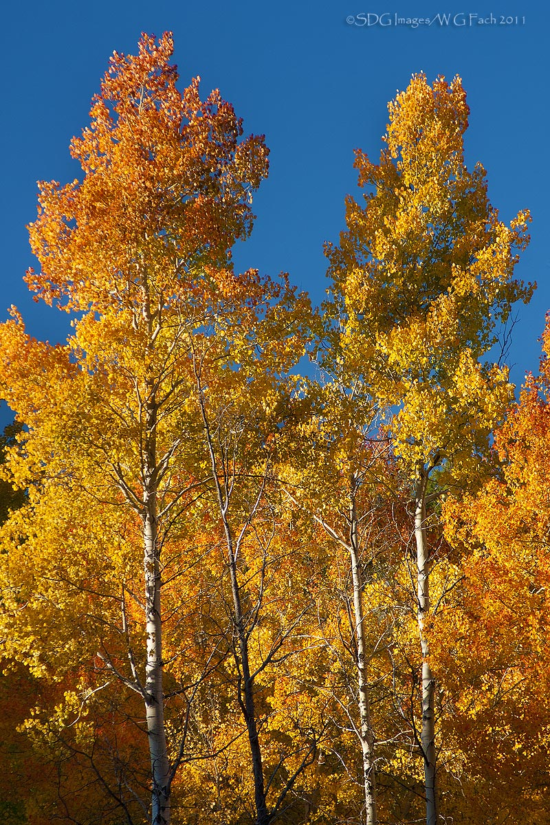 Light a Candle