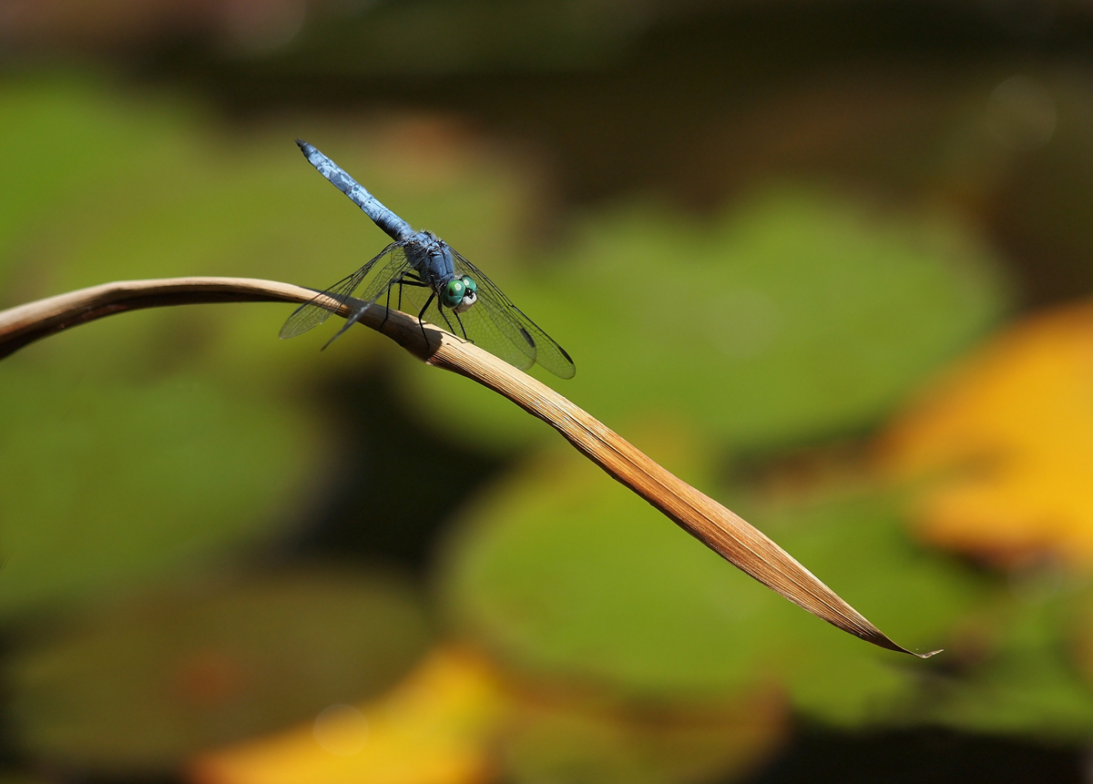 Dragonfly - REPOST