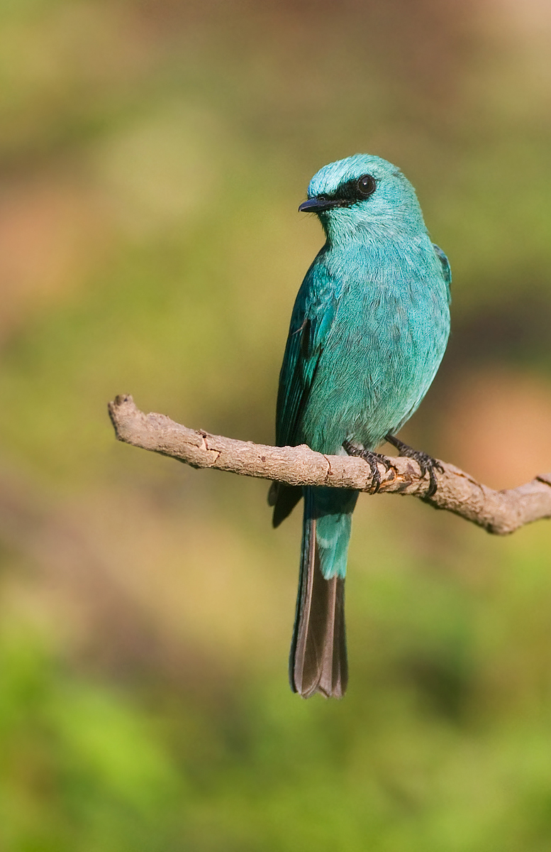 Verditer Flycatcher