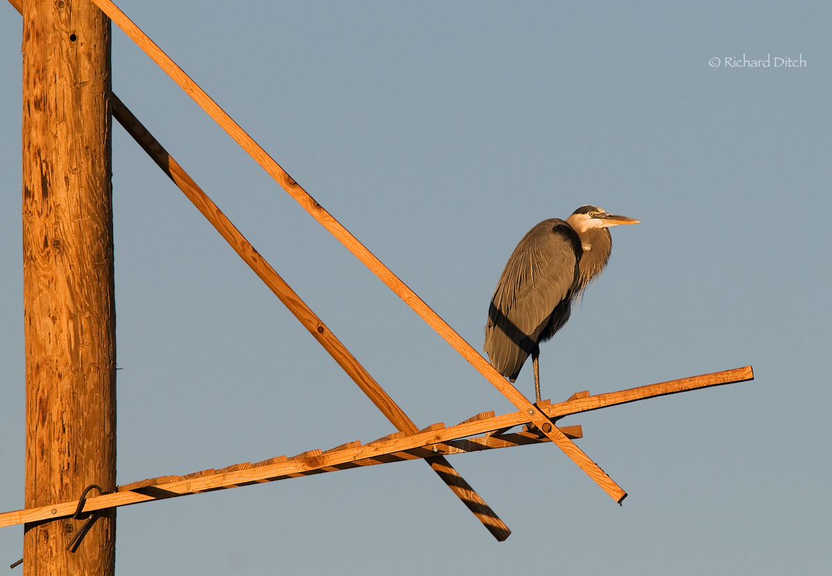 Great Blue Heron