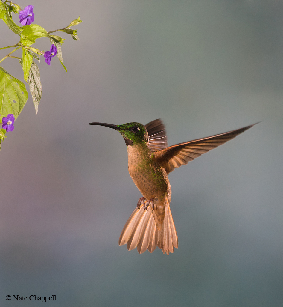 Fawn-breasted Brilliant