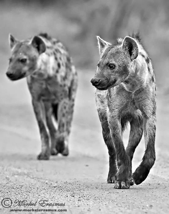 Looking for trouble