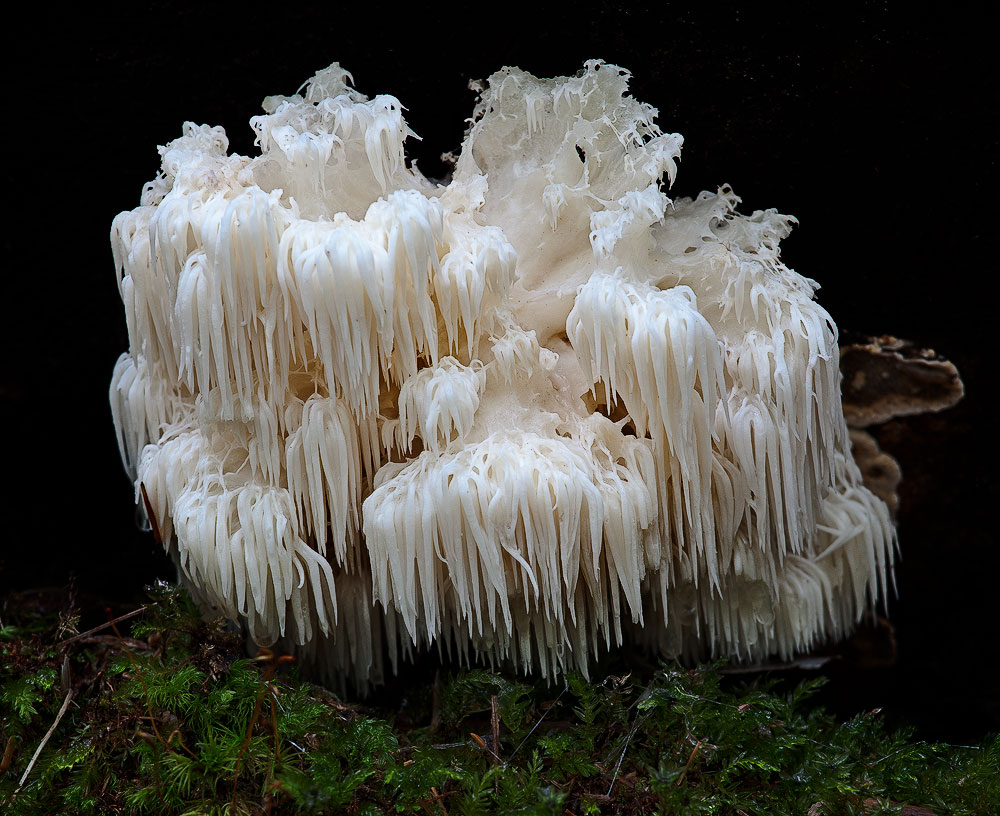 Casper's Family Reunion