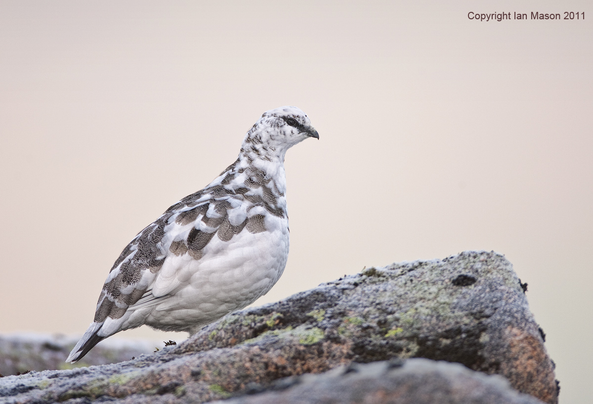 Ptarmigan lll