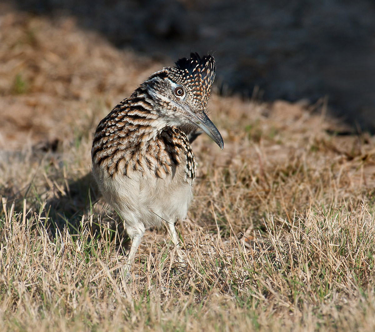 Roadrunner