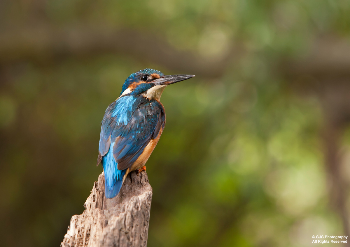 Kingfisher