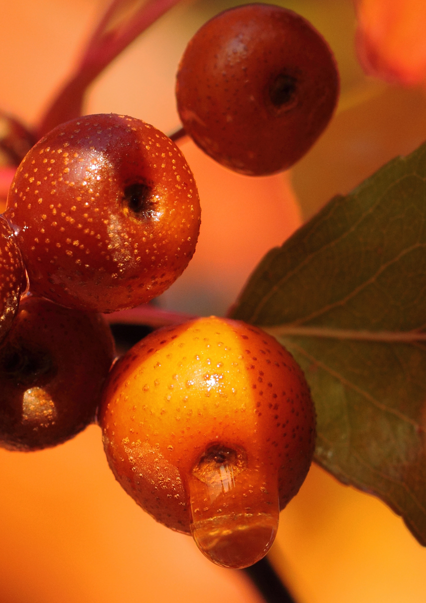 ornamental pears
