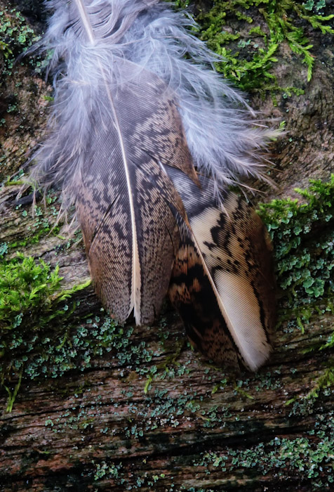 Feathers on stump