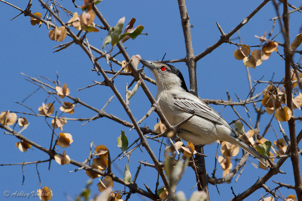 A Different Shrike