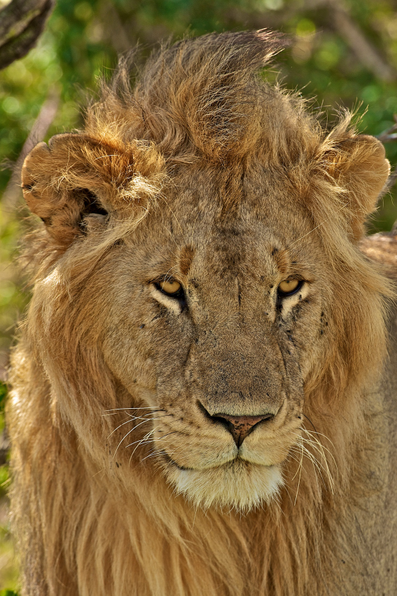 Lion really looking at Y