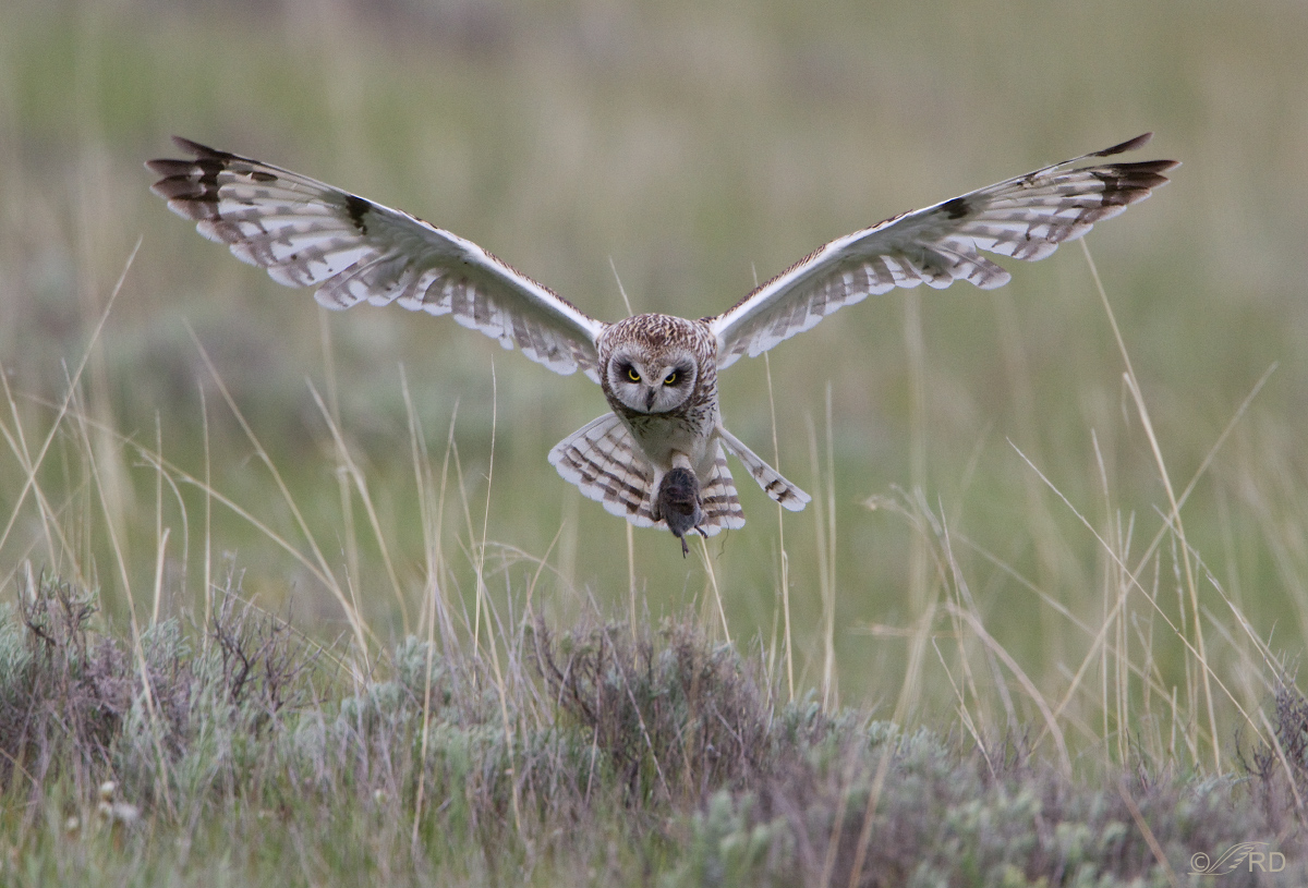 Short-eared Owl