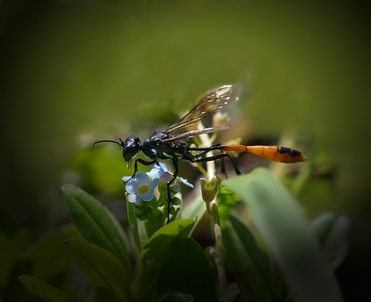 Thread-wasted Wasp