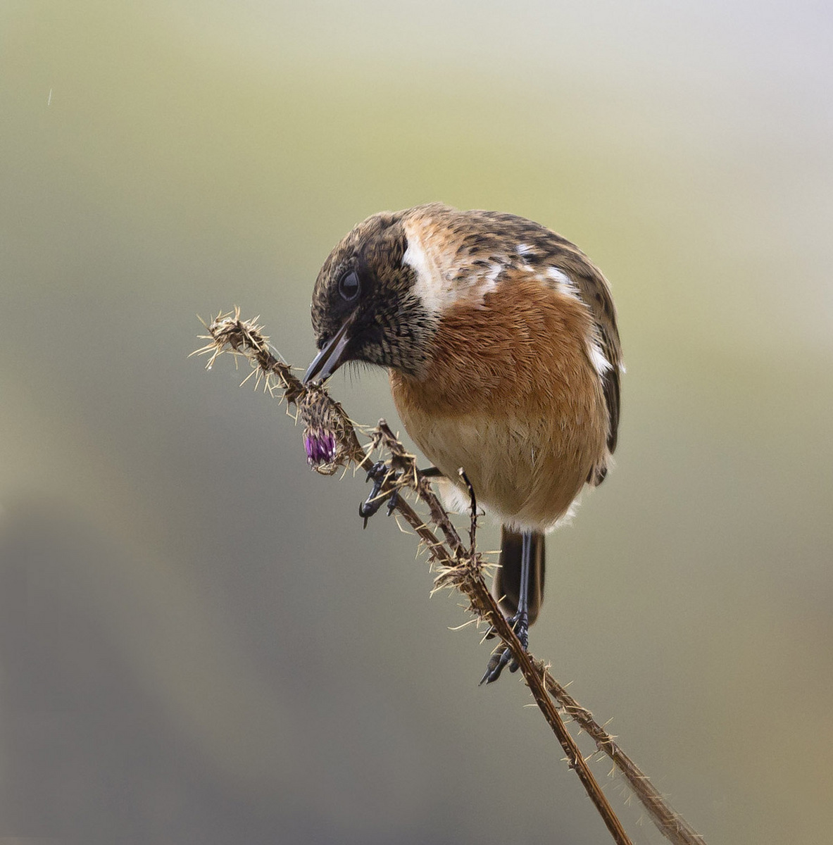 Stonechat