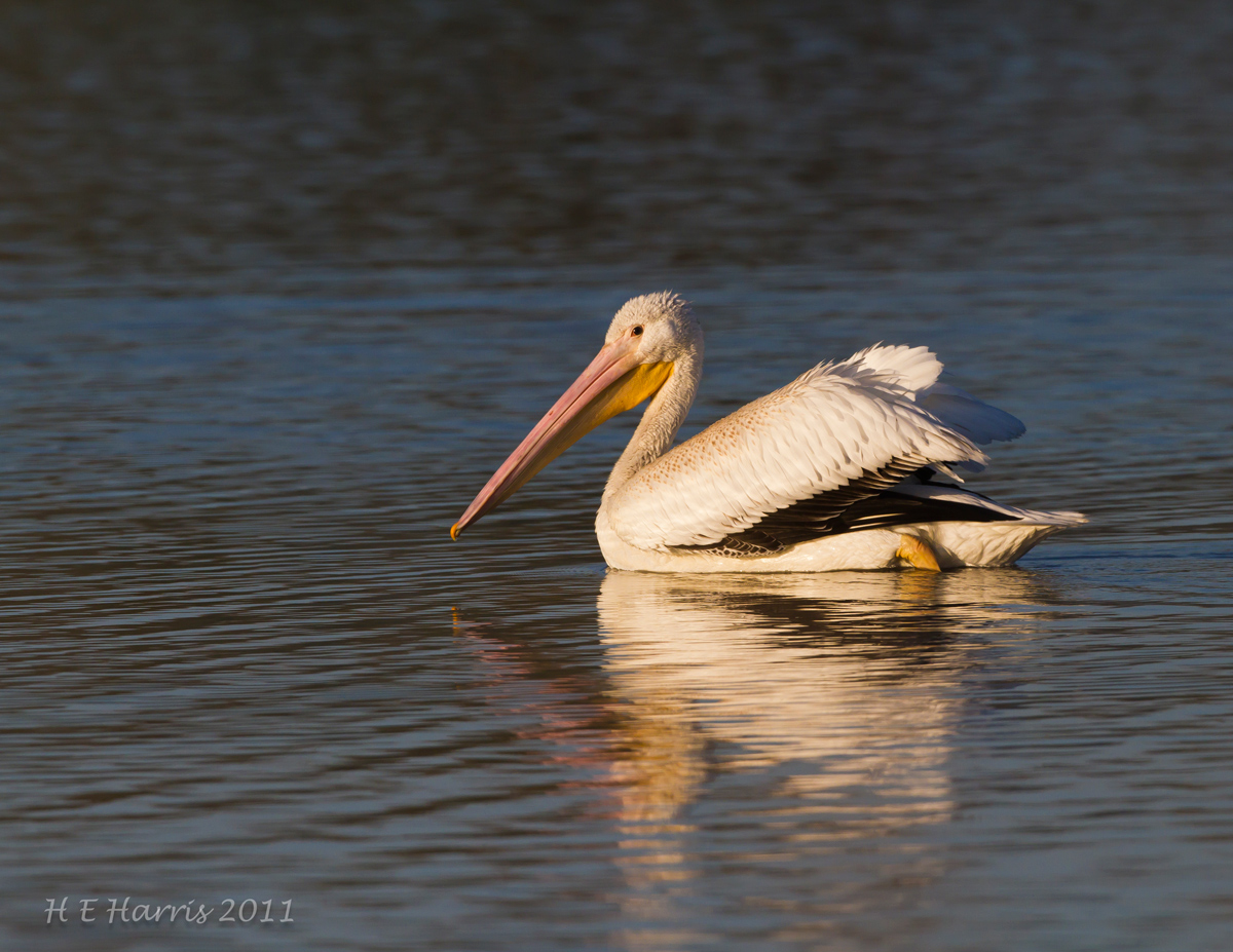 White Pelican