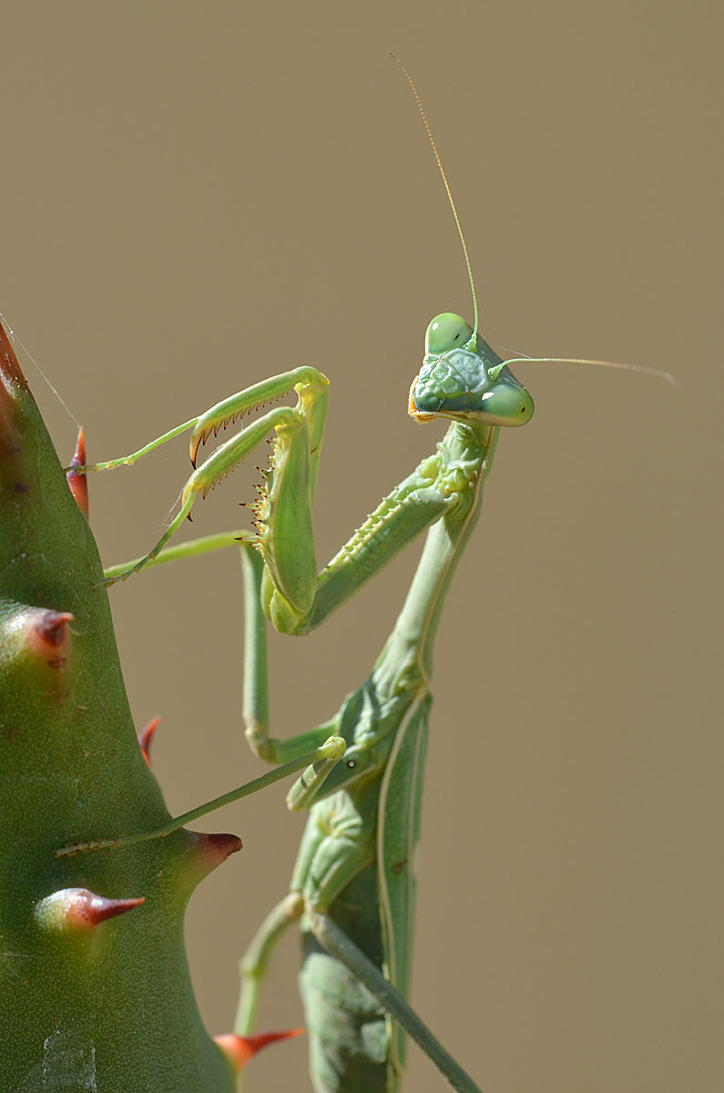 Carolina Mantis