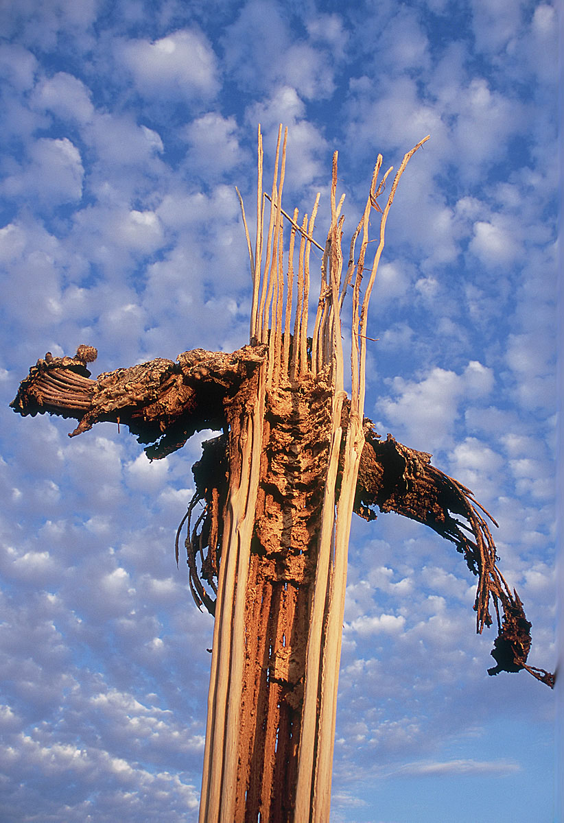 Saguaro Skeleton