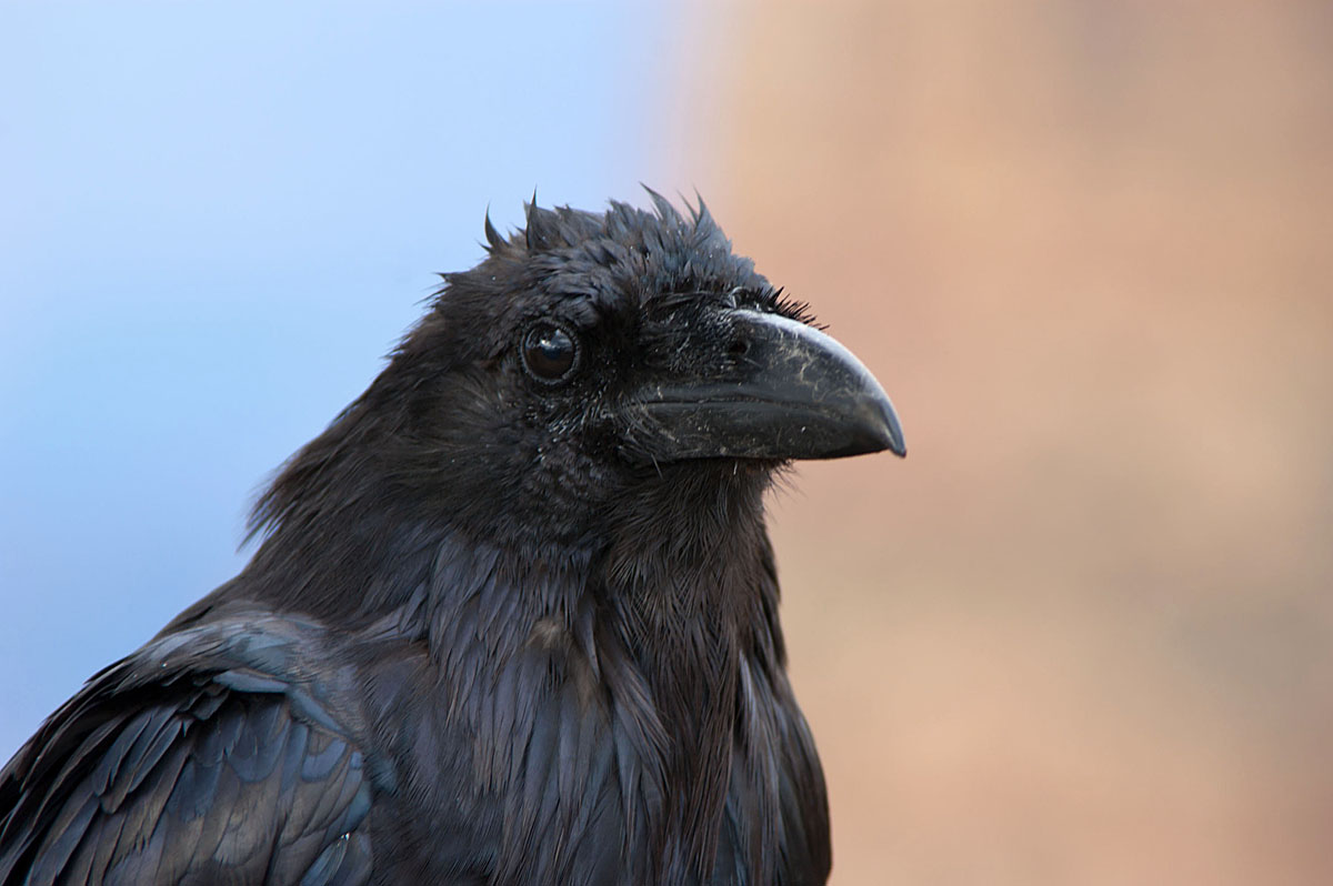 Raven