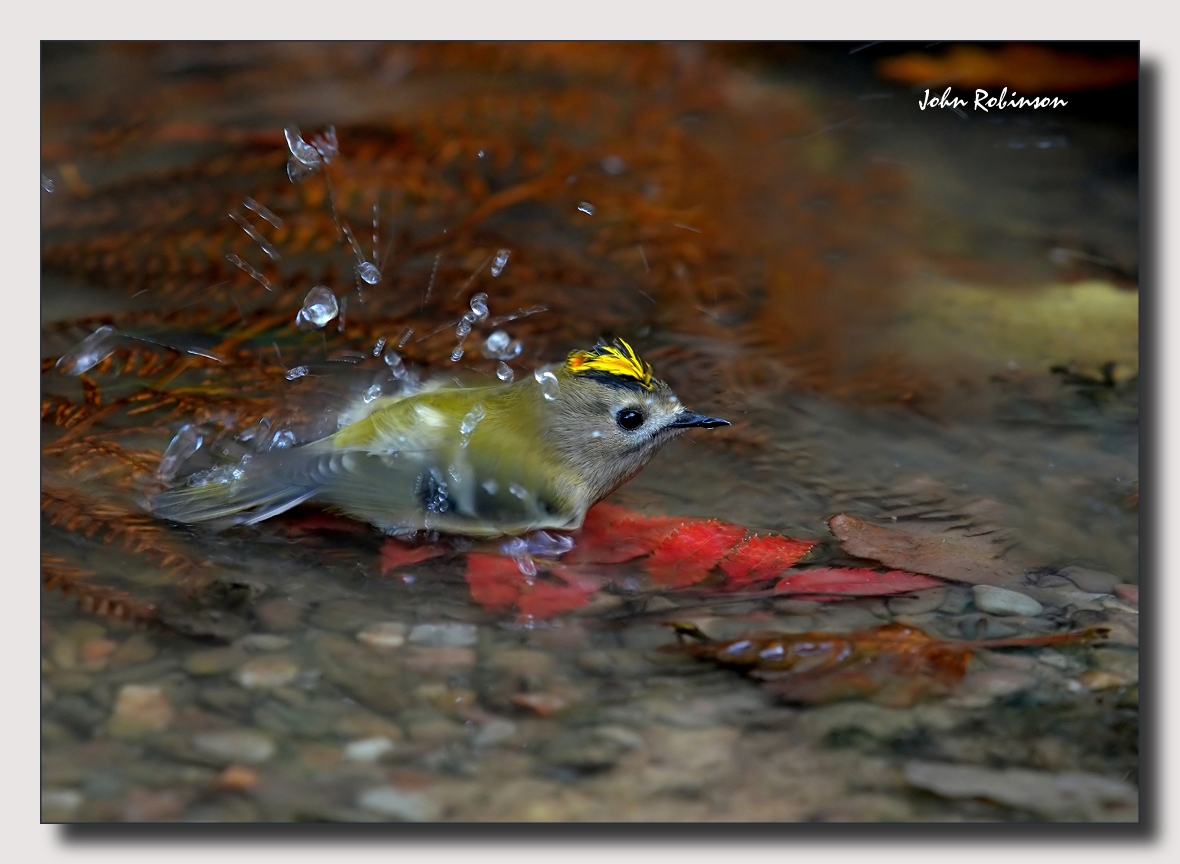 Splish Splash