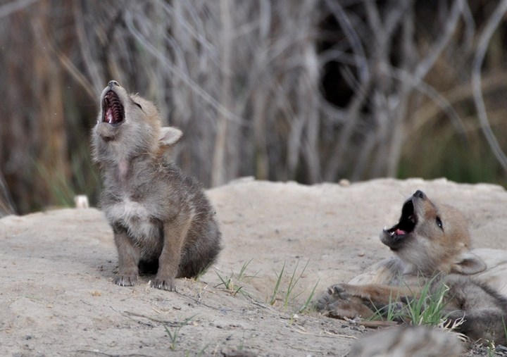 Howling Pups