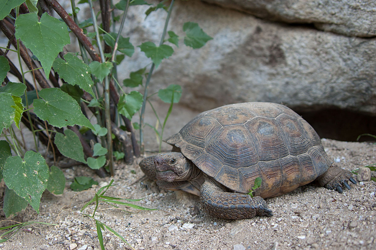 Desert Tortoise