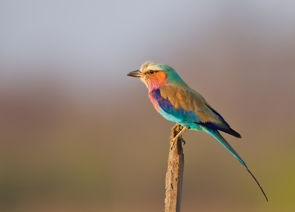 Lilac Breasted Roller