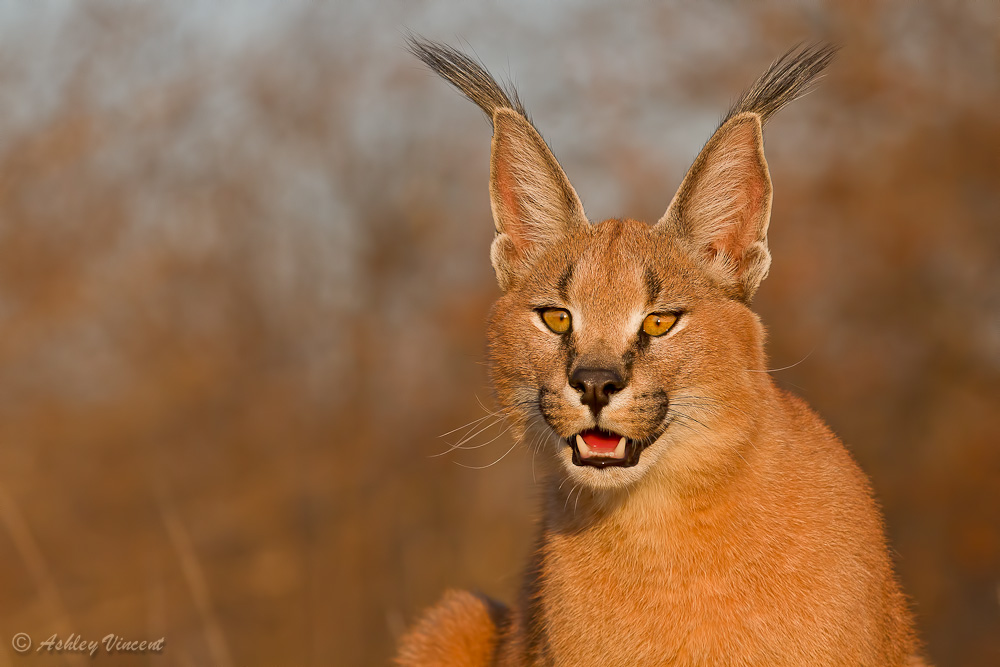 Portrait of Karoo