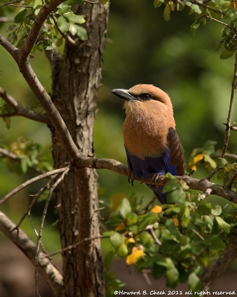 Blue-bellied Roller