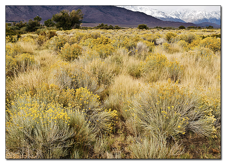 Rabbit brush and grasses