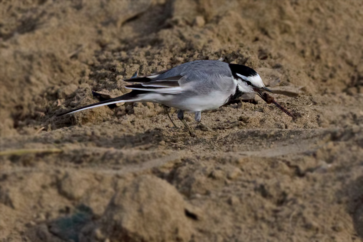 Wagtail