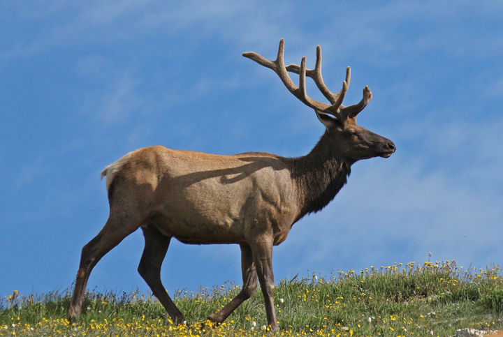 RMNP elk + repost