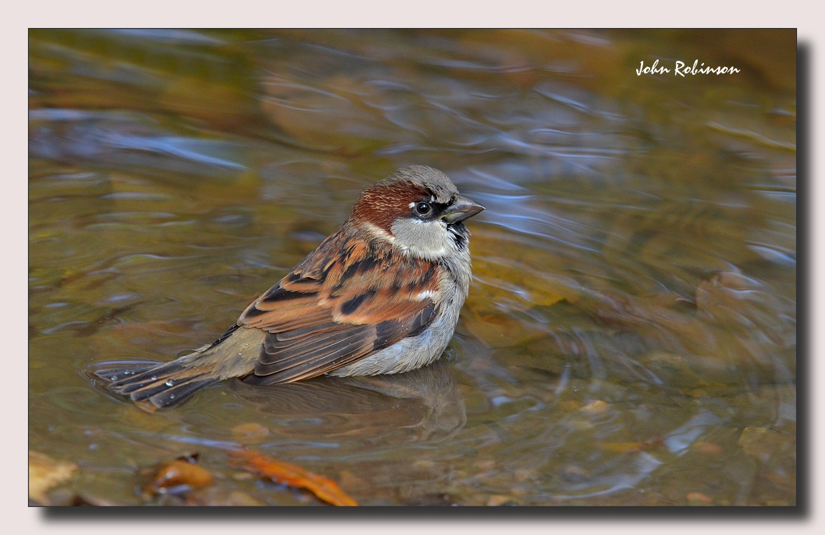 Humble Sparrow +another