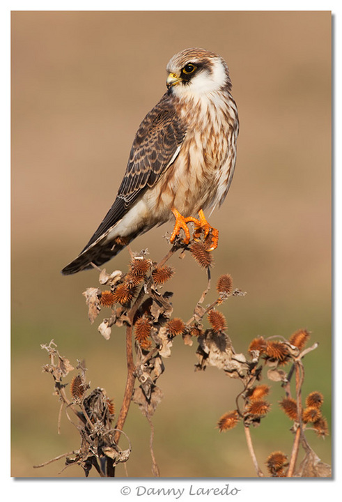 Red Footed Falcon
