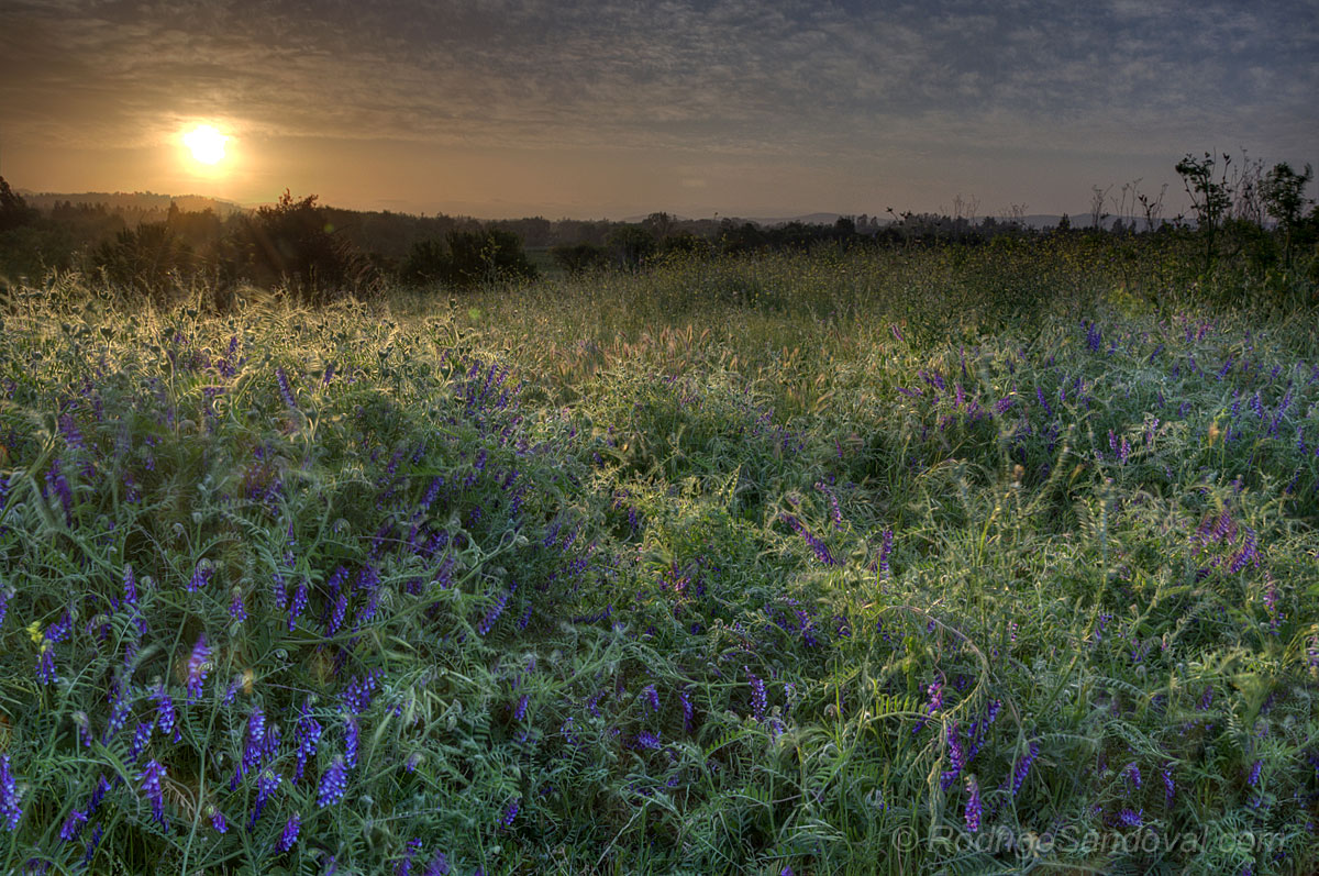 Spring Time Sunset