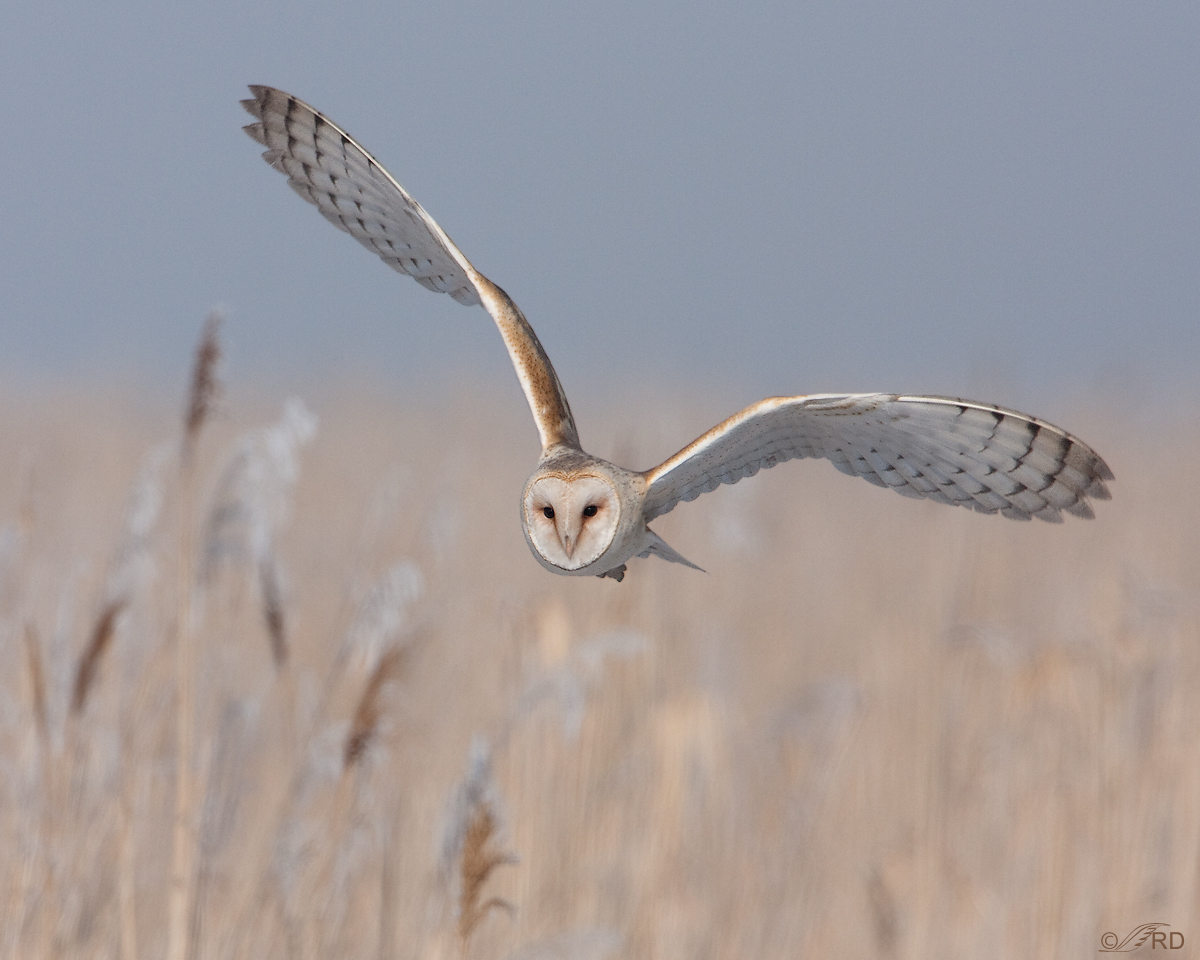 Barn Owl
