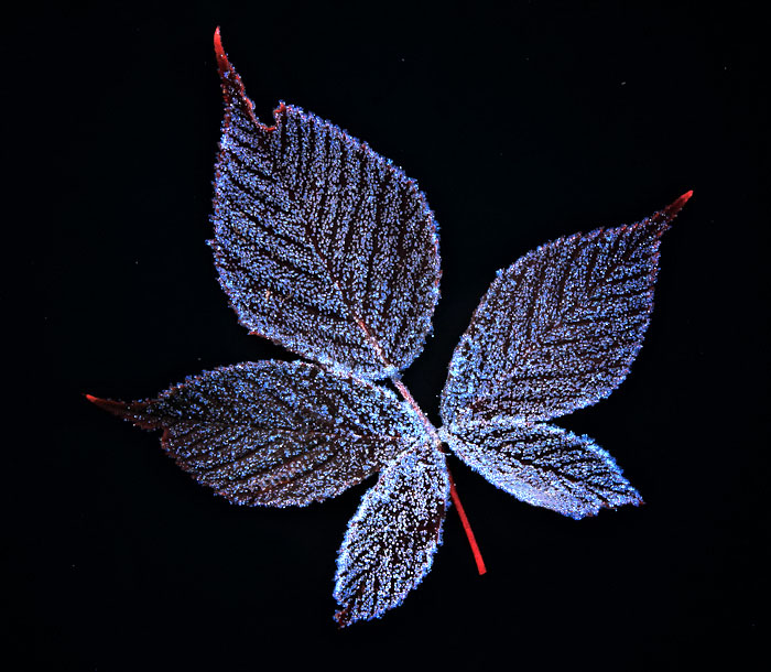 Frosty Leaf