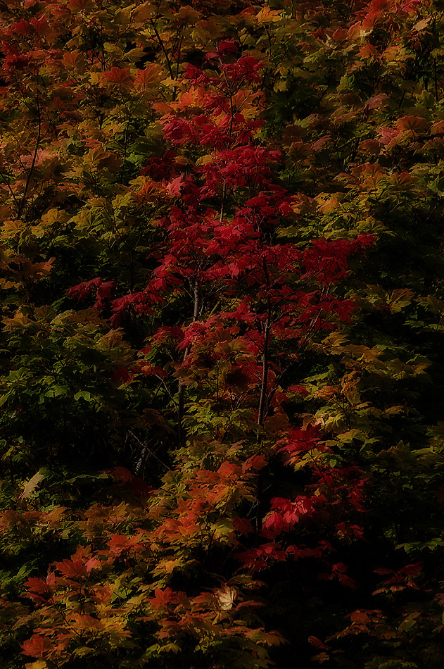 Midnight Autumn