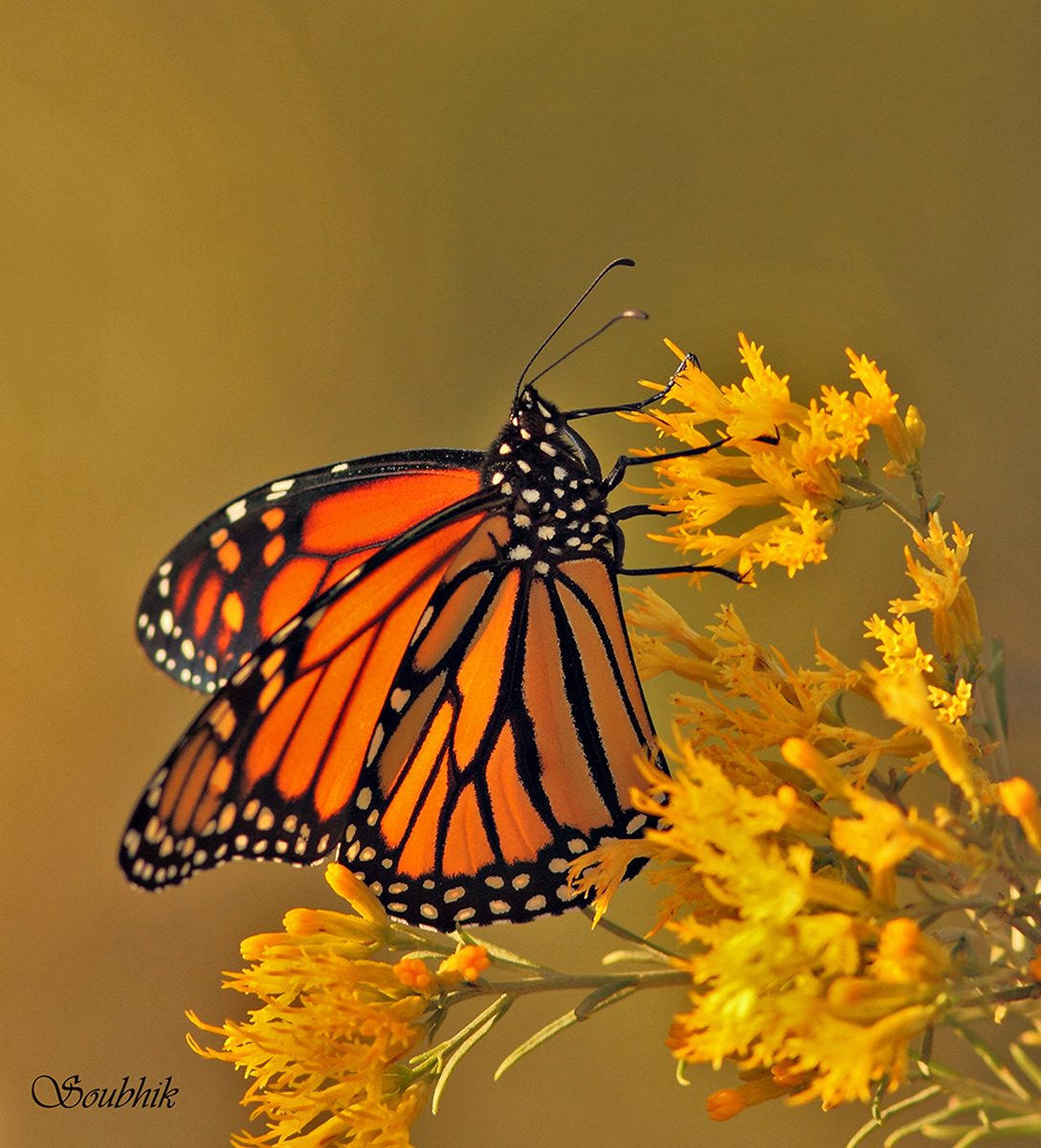 Monarch + repost