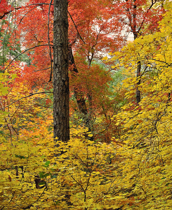 #508 Among the Maples