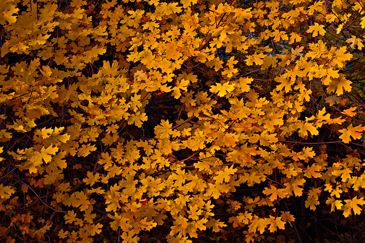 Zion Maples I